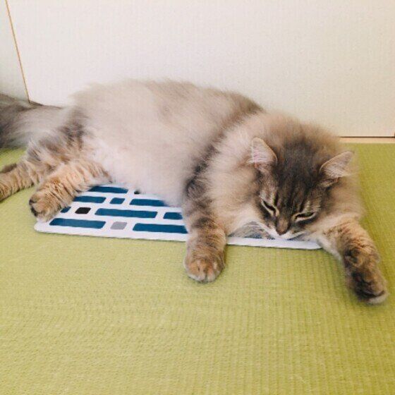 ひんやりスポットで休む猫（サイベリアン、オス）