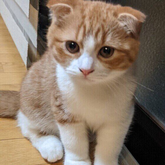 きょとんとするスコフォ