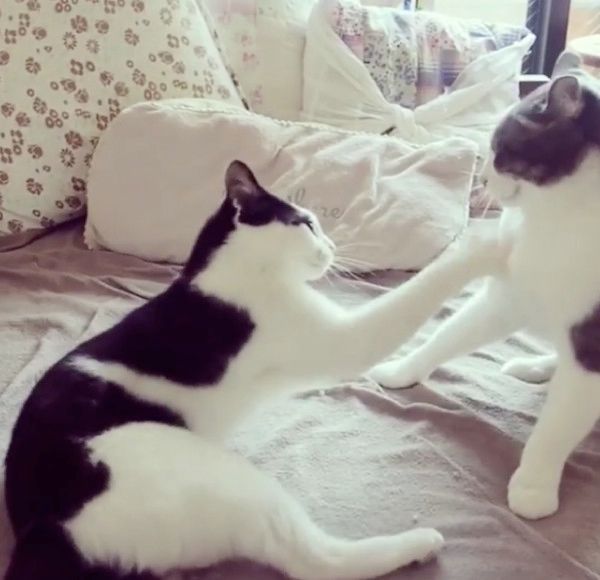 じゃれ合う猫