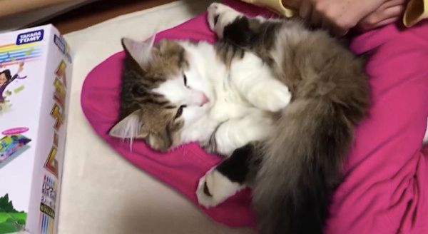眠る猫