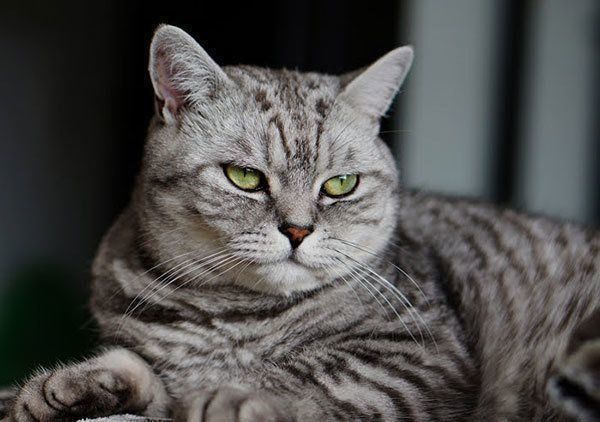 警戒する猫