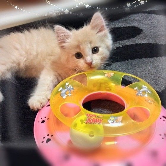 ノルウェージャンフォレストキャットのミュウちゃん