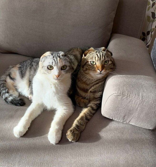 ソファの上で仲よく並ぶサラちゃんとポテくん