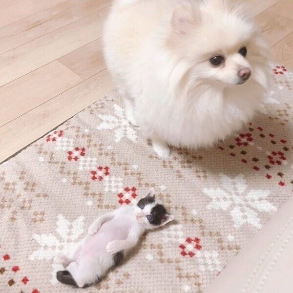 「先住犬の体の半分にも満たないサイズ感」だった生後1カ月の保護猫→2年後の“成長ビフォーアフター”にキュン！