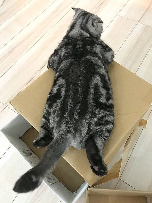 @tacos_cat