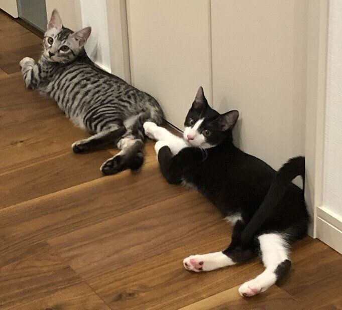 寝そべっている2匹の子猫