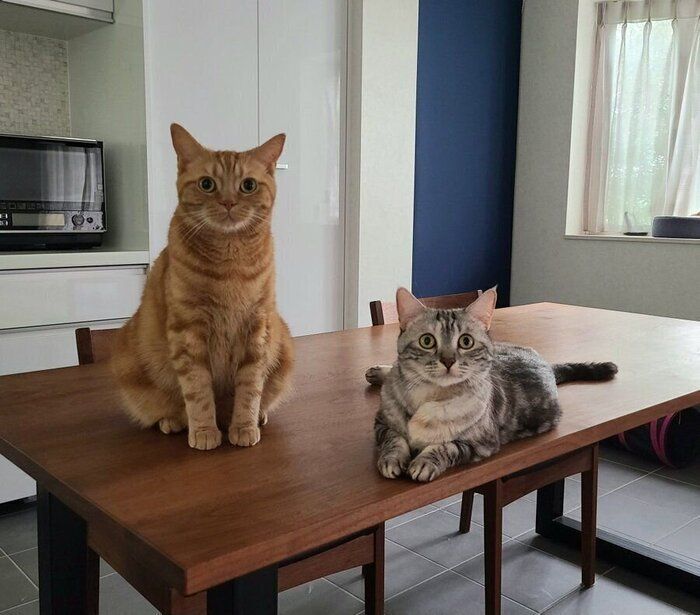 机の上に座るりくくんとむくちゃん