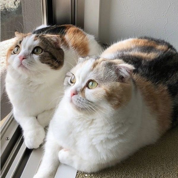 ニャンズのブーム