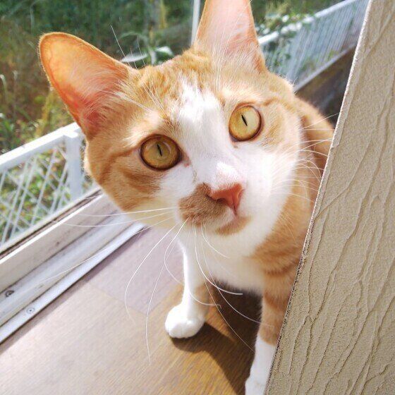 見つめる猫