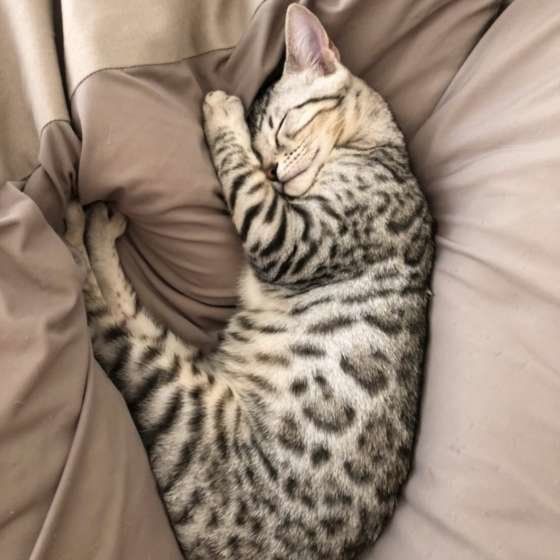 眠るベンガル
