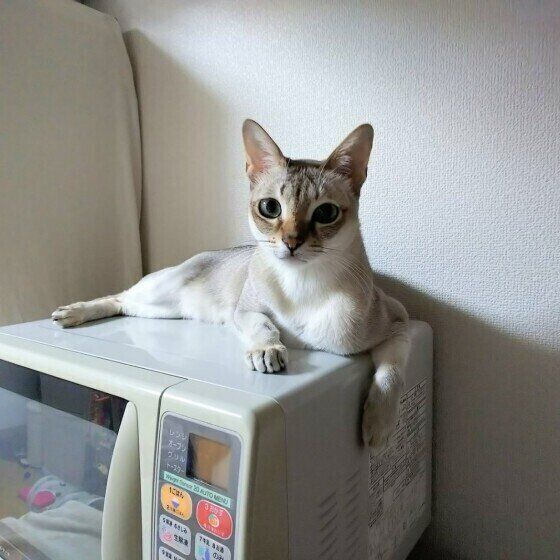 シンガプーラ・はるくん