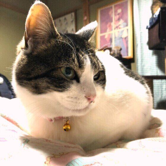 くつろぐ猫