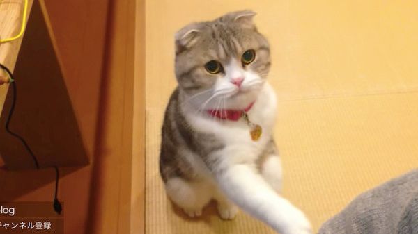見つめる猫