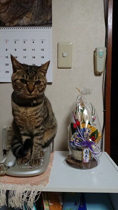 キジトラのさくらちゃん