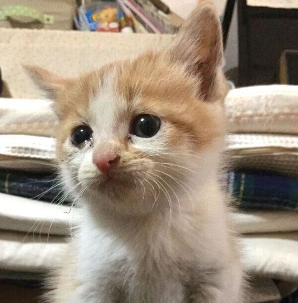 子猫時代のゆずちゃん