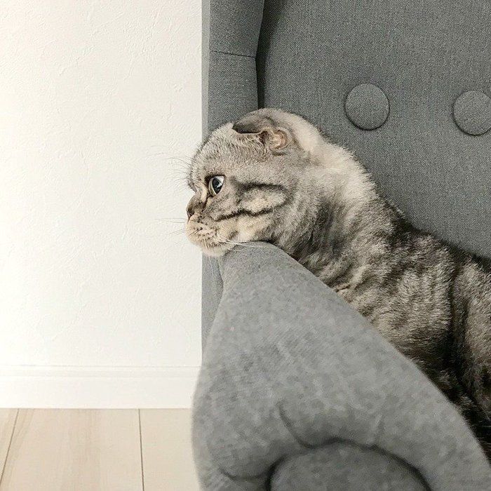 @tacos_cat