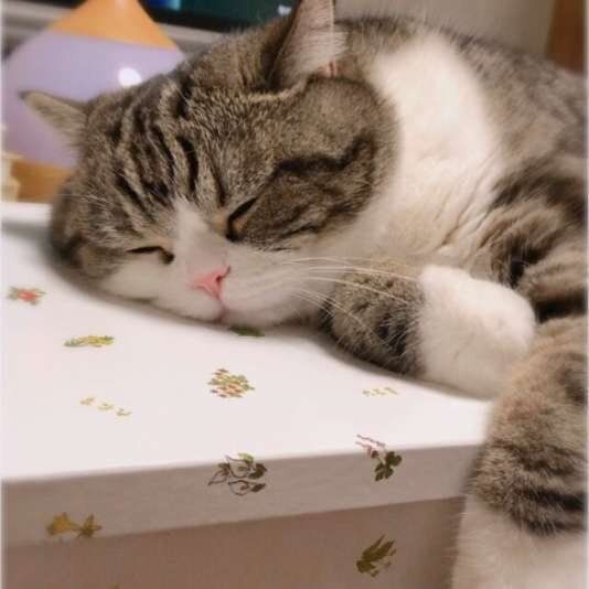 熟睡する猫