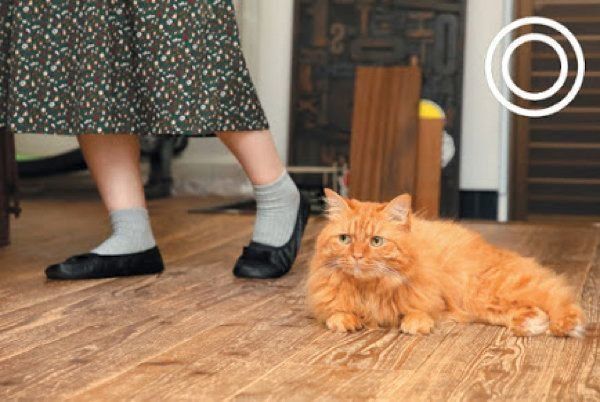 床で寝転ぶ猫