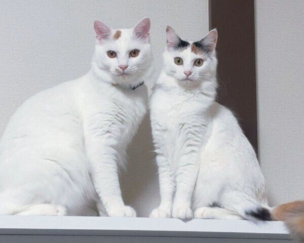 成長したペルセウスくんとエリスちゃん