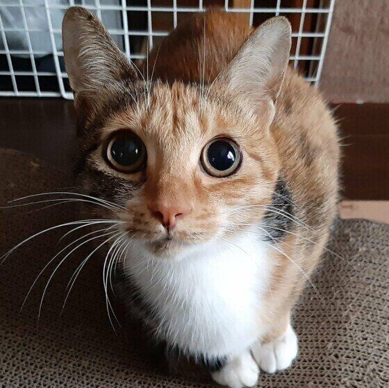 丸い目の猫