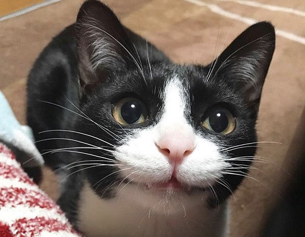 見つめる猫