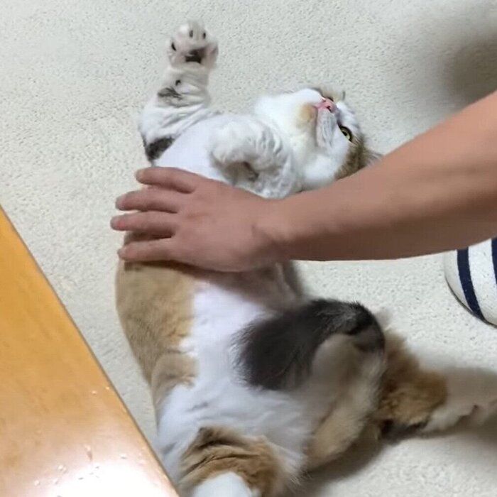 ごきげんな秀吉くん