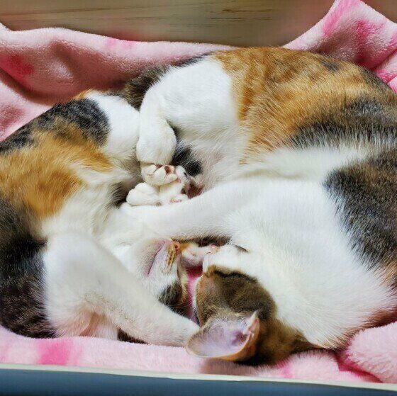 くっつくミケ