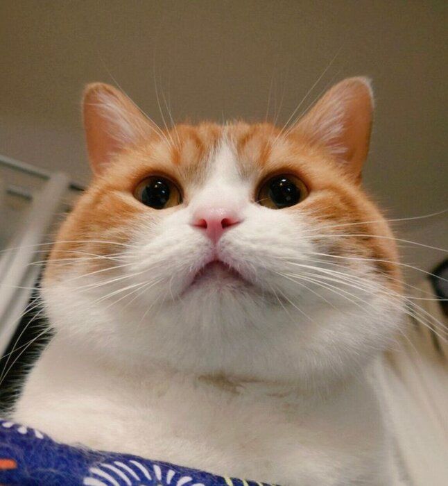 5才の誕生日を迎えたおちゃまるくん