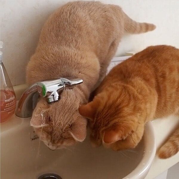 水道の水を飲もうとするネネちゃんとココちゃん