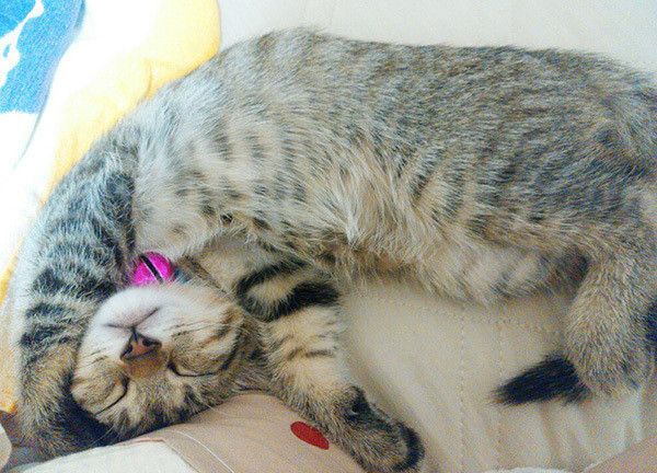 眠る猫