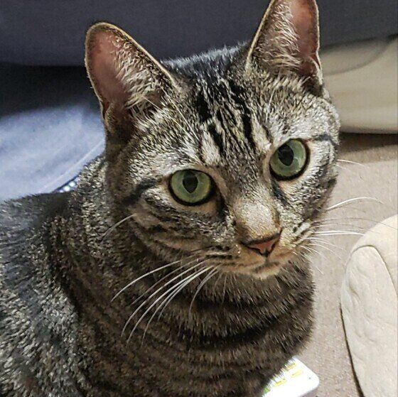 じっと見つめてくるサバトラ猫