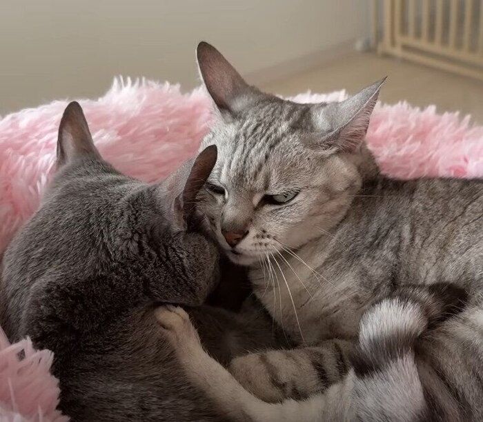 5匹の猫がママのまわりでお昼寝！　まったり過ごす姉妹猫に対し、弟猫は起きてそわそわとゴハンを催促