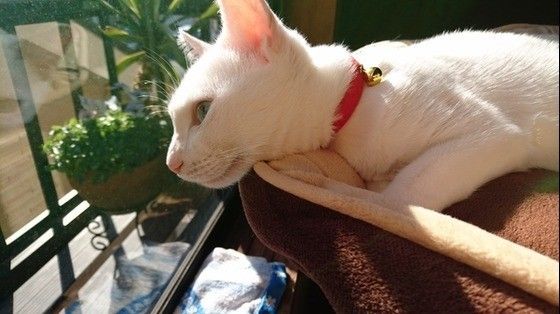 ひなたぼっこする猫