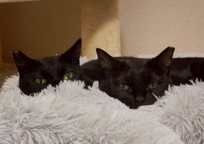 くっついてまったりな2匹