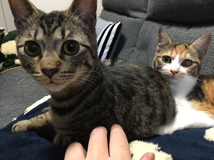 生後半年の2匹の猫
