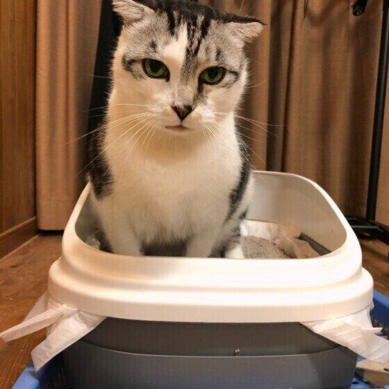 おトイレ中の猫