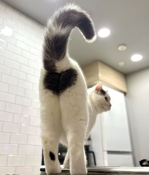 おしりの柄が可愛いフクちゃん