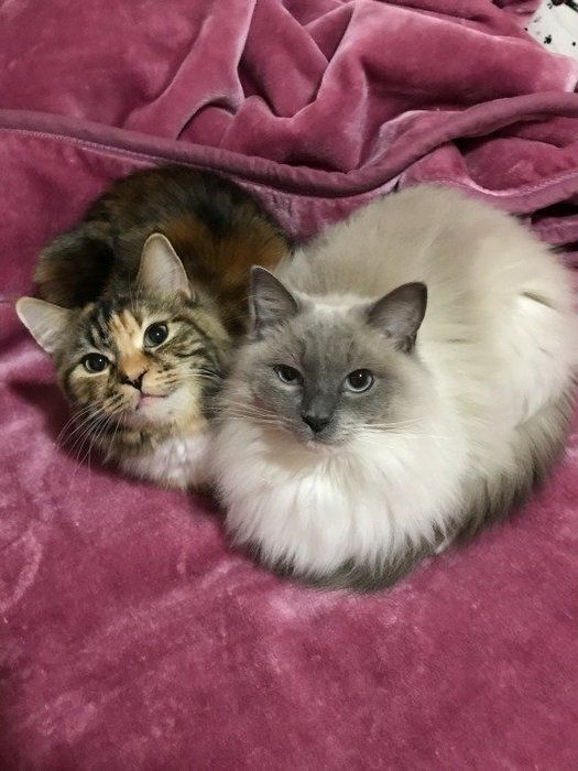 仲良く毛布の上に座る2匹の猫