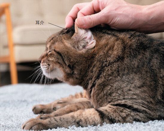 猫の耳のチェック方法