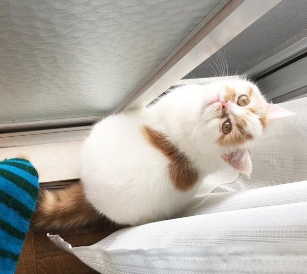 おもちちゃん