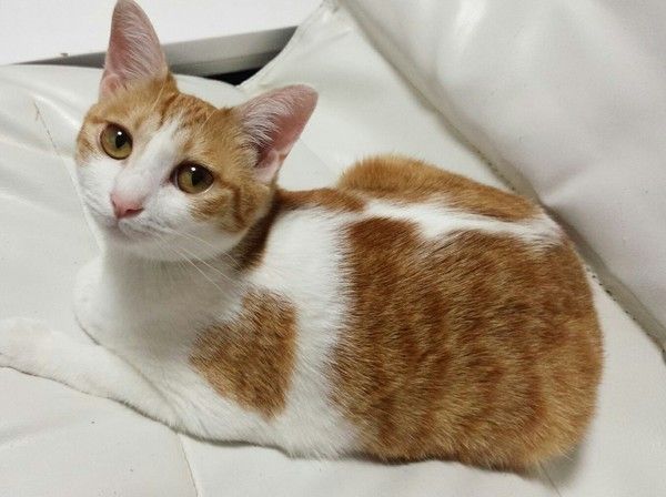 茶色のハートのある猫