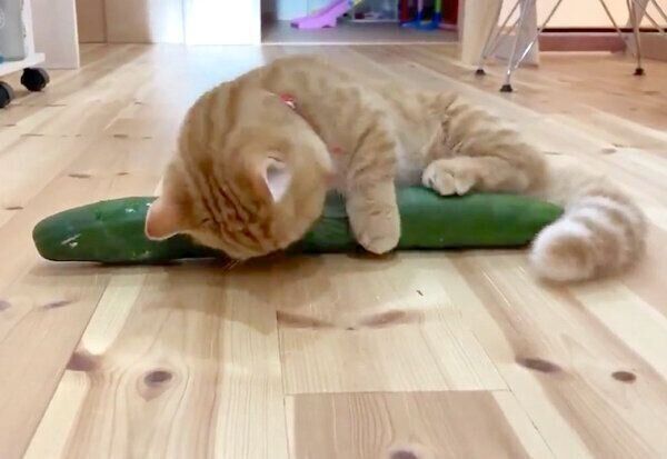 きゅうりを見てグルグルと喉を鳴らすぷてぃこちゃん