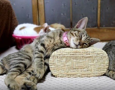 ねこ とら