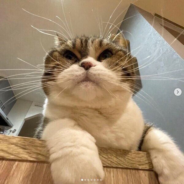 あまりの存在感に「おヒゲがお祭り騒ぎ」「天下一品」の声 猫のヒゲ