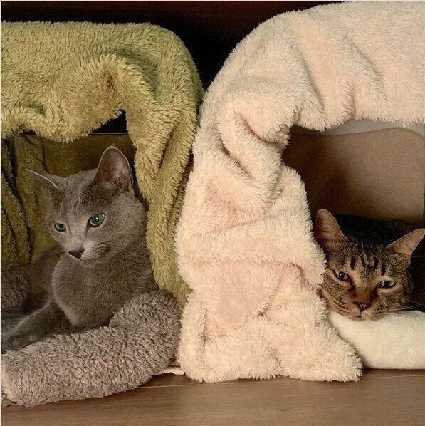 お風呂のイス ハーフケット 猫こたつ
