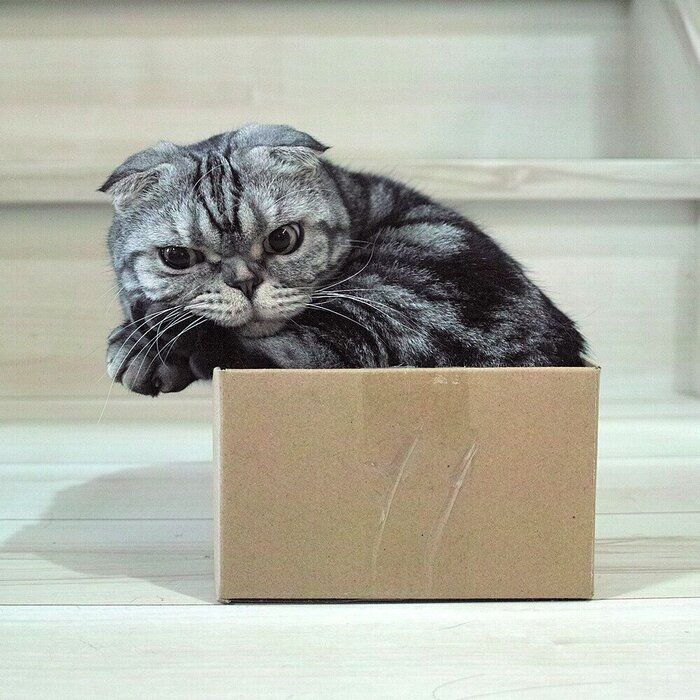 猫 愛の箱を覗く ※額装済み 楽天市場】【期間限定 P2倍】猫ちぐら 約幅45 ボックスハウス 箱