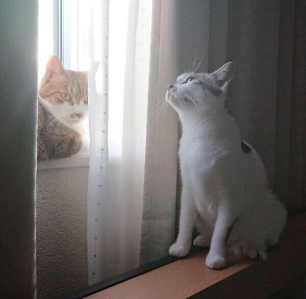 窓際でまったりする茶とらんくんとあずきちゃん