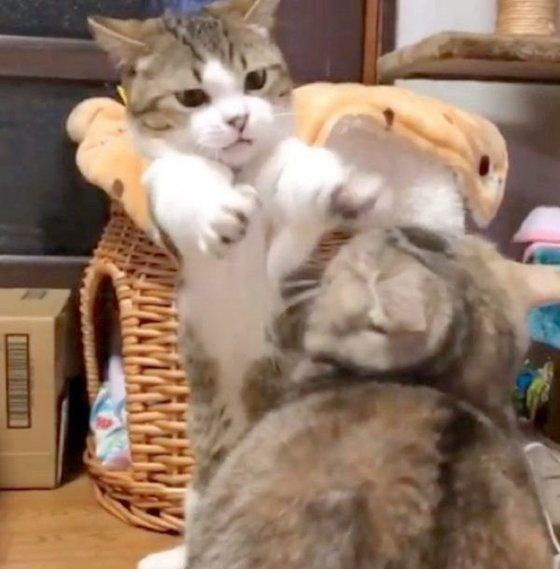 遊ぶマンチカン