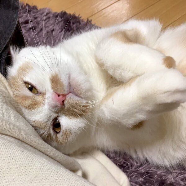 飼い主さんに頭をグイグイ押し付けるホイちゃん