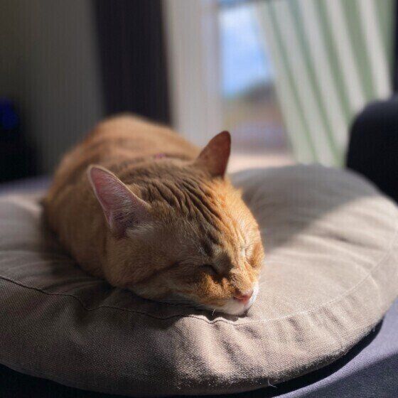 日向ぼっこする猫(MIX、オス)
